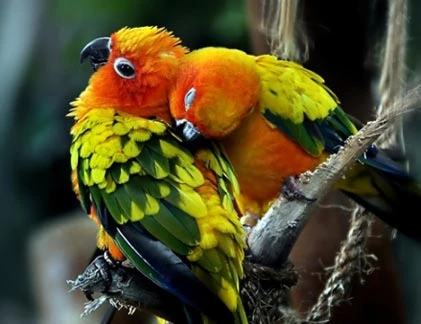 Những cặp “anh em họ” khó tưởng tượng trong tự nhiên