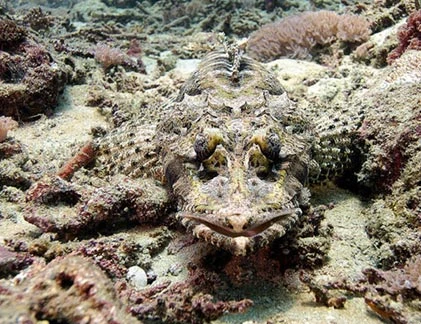 Chùm ảnh những “cao thủ” ẩn mình siêu đẳng hơn Ninja