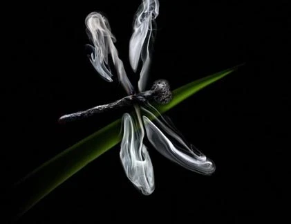 Chùm ảnh dùng diêm biến hoá ra... động vật