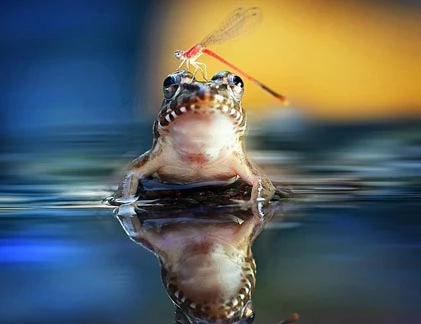 Chuồn chuồn “trêu ngươi” ếch, khoảnh khắc có một không hai