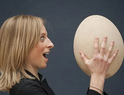 Kỳ dị quả trứng chim to gấp... 100 lần trứng gà