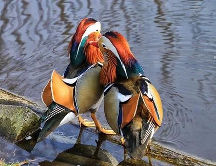 Ngắm vịt uyên ương khiến dân chơi Sài thành mê mẩn