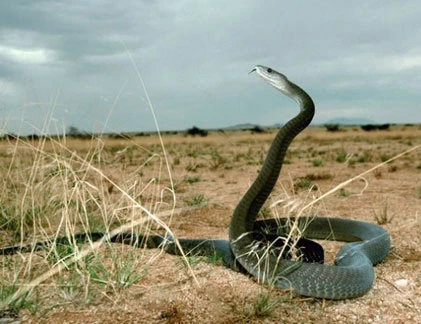 Những động vật sát thủ “nóng tính” như... Trương Phi