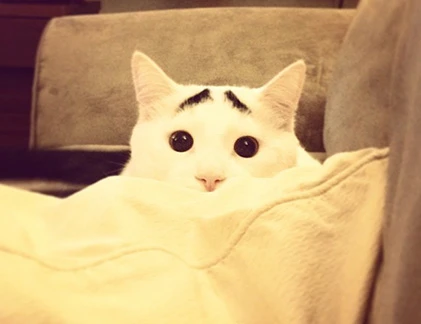 Chú mèo nổi tiếng thế giới vì đôi lông mày cực dị