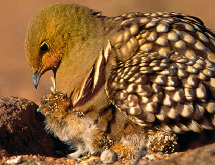 Những “ông bố động vật” kỳ lạ nhất hành tinh