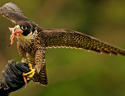 Những kỷ lục khó tin trong thế giới tự nhiên