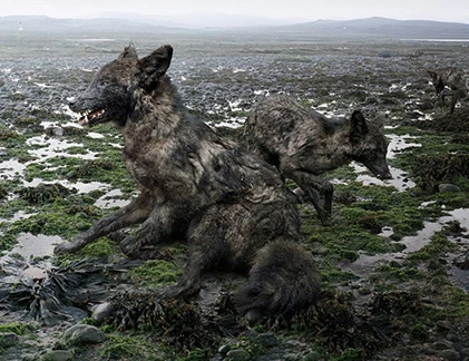 Chùm ảnh muôn loài trong thảm họa môi trường