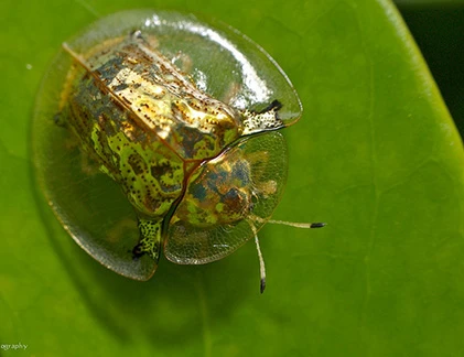 Bọ rùa vàng với khả năng “biến hình” cực độc