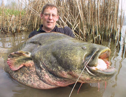 Chiêm ngưỡng đàn “khủng long” của cần thủ quốc tế