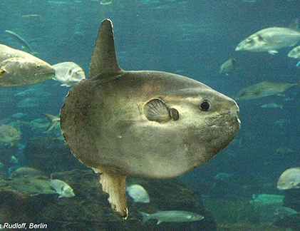 Cá mặt trời, kẻ vô địch về thành tích... đẻ