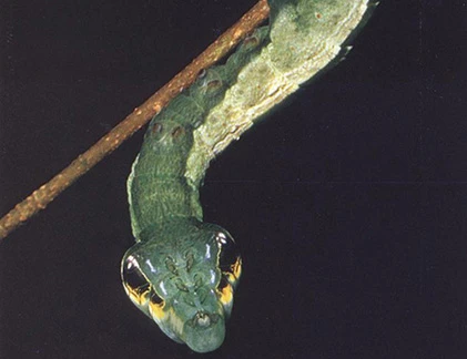 “Quái sâu” giống rắn đến kinh ngạc