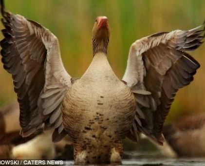 Hóa trang “chộp” khoảnh khắc tự nhiên của động vật