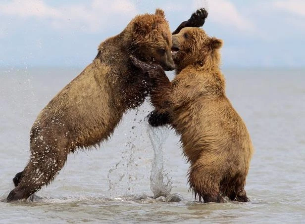 TG 24 giờ qua ảnh: Gấu nâu đánh nhau trên hồ nước