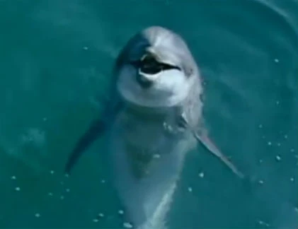 10 bước huấn luyện cá heo ngoan hiền thành sát thủ