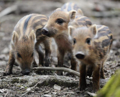 Chiêm ngưỡng những “thiên thần” của tự nhiên