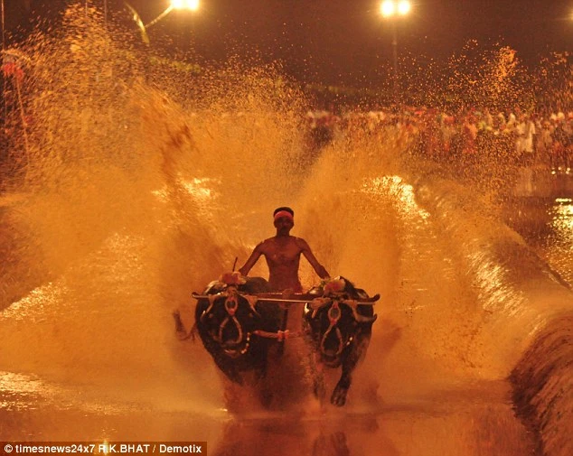 Độc đáo lễ hội đua trâu ở Ấn Độ