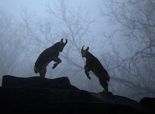 TG 24 giờ qua ảnh: Dê núi đánh nhau