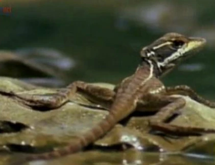 Thằn lằn chạy như bay trên mặt nước