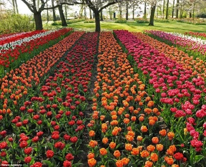 Hoa khoe sắc trong khu vườn lớn nhất thế giới