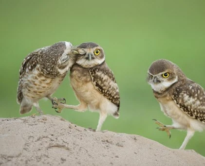 Những bức ảnh siêu hài của động vật (P11)