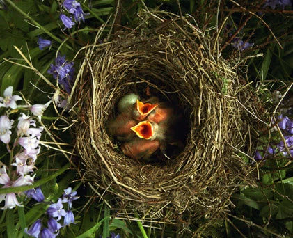 Ảnh động vật tuần qua: Chim két há miệng chờ... ăn