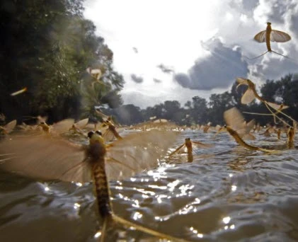 Hàng triệu sinh vật sex trên sông rồi... chết