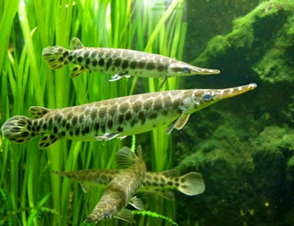 Cá đầu sấu gây nguy hại vẫn “hút hồn” dân chơi