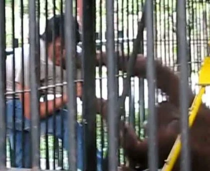 Cận cảnh đười ươi “thành tinh” trộm cắp siêu đẳng