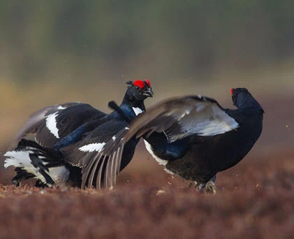 Ảnh động vật tuần qua: Gà gô khoe mẽ gọi bạn tình