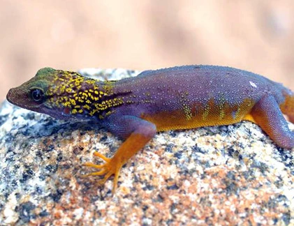 Sửng sốt ngắm thằn lằn tím lịm... chỉ có ở VN