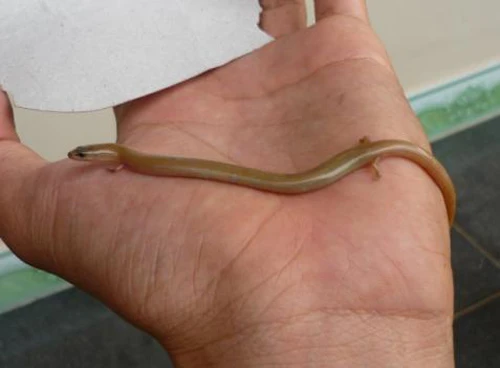 Sự thật té ngửa về “sinh vật lạ” nóng dư luận