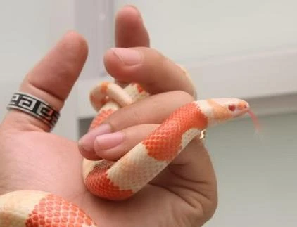 Giới trẻ Việt phát sốt với thú chơi rắn sữa Honduras