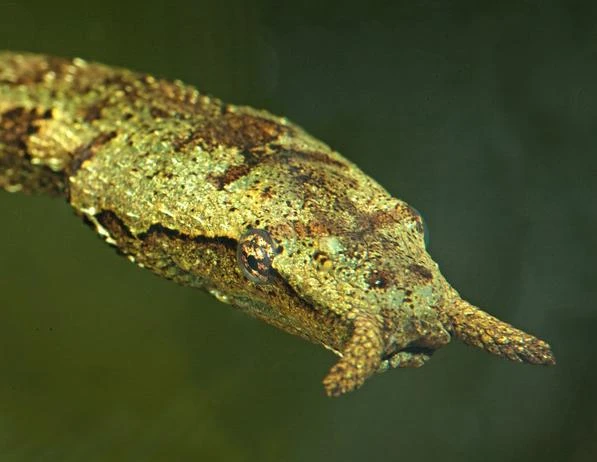 Ngắm loài rắn mọc râu độc nhất vô nhị của Việt Nam