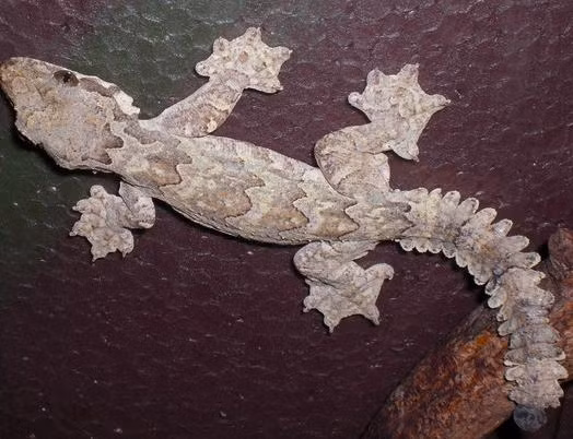 Lạ lùng loài thạch sùng biết bay và tàng hình của VN