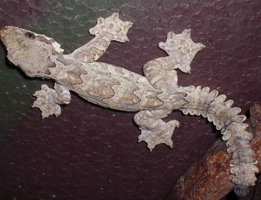 Lạ lùng loài thạch sùng biết bay và tàng hình của VN