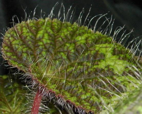 Cây mọc lông cực dị ở VN... “hút” dân mê cảnh q.tế