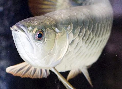 Ngắm vẻ đẹp hoang dại của cá rồng “thuần khiết Việt Nam“