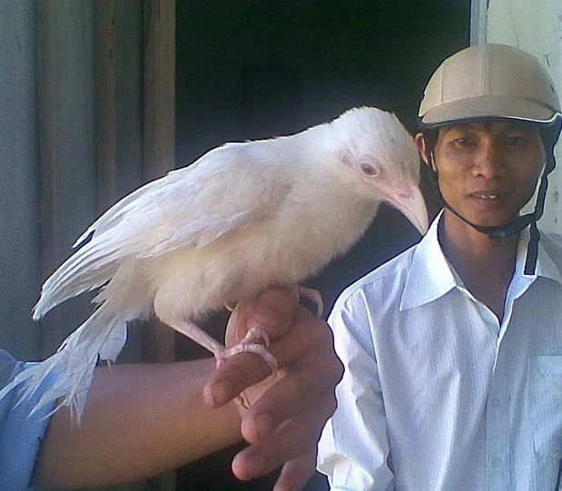 Thú chơi chim bìm bịp bạch tạng giá “chát” của dân chơi Việt