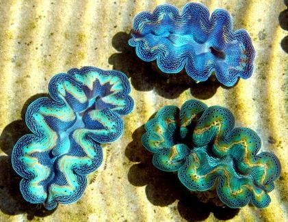 Cận cảnh những “đôi môi” khổng lồ xanh biếc dưới Biển Đông