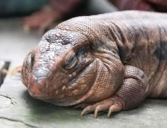 Tận mắt thằn lằn khổng lồ “gây sốt” dân chơi Việt