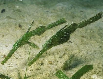 Cá “tàng hình” hiếm hơn vàng ở Việt Nam