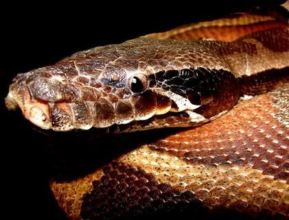 Ngộ nghĩnh loài trăn đỏ béo múp, ngắn cũn của Việt Nam