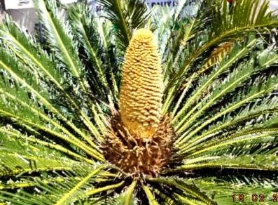 Đầu năm xem cây thiên tuế nở hoa