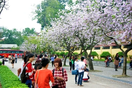 Sắc tím hoa ban “hút hồn” giới trẻ Hà Thành