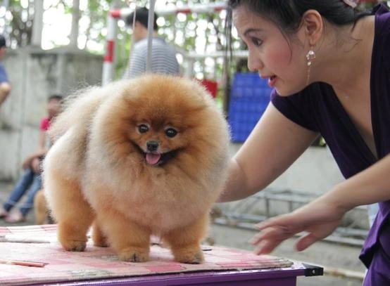 Ngộ nghĩnh cuộc thi “hoa hậu” chó quốc tế ở TP.HCM