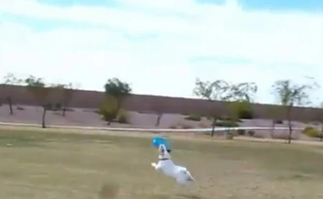 Chú chó thông minh nhất thế giới