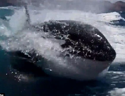 Cá voi sát thủ săn đuổi đôi tình nhân chạy “té khói“