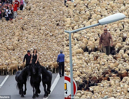 3.000 con cừu dạo chơi trong “kinh đô văn hóa” Marseille