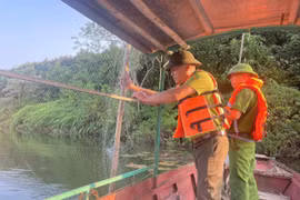 Lào Cai tháo dỡ gần 1.000m lưới bẫy chim hoang dã trên đầm Vân Hội