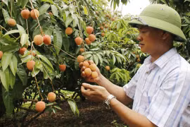 Bắc Ninh công nhận 15 vườn vải đẹp năm 2026